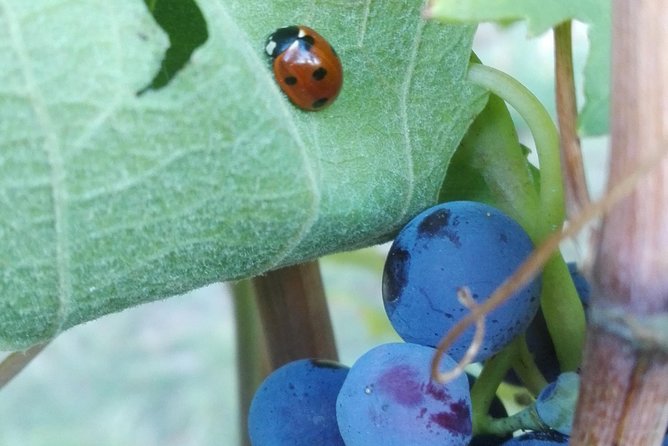 Visit Among Vineyards and Wine Cellar With Wine Tasting in Nizza Monferrato - Directions