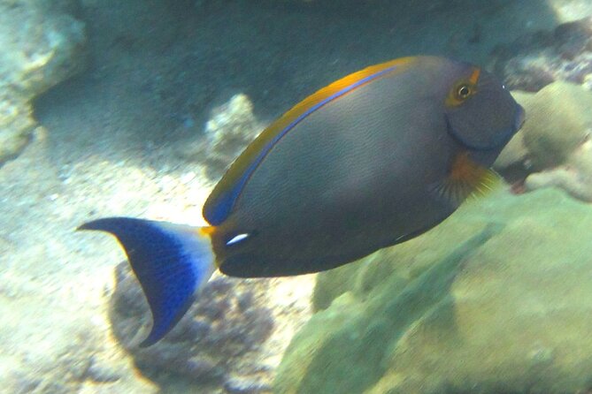 Waikiki Snorkeling. Free Pictures and Video! Shallow. Many Fish! - Join a Small-Group Adventure