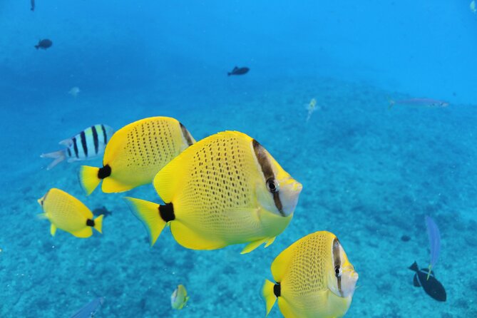 Waikiki Turtle Canyon Snorkel With Lunch and Hula Dancing - Cancellation Policy and Refund Information