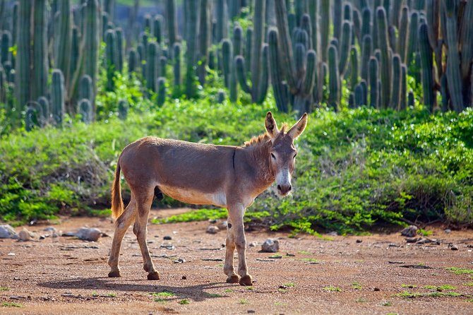 Washington Slagbaai National Park Tour in Bonaire - The Sum Up