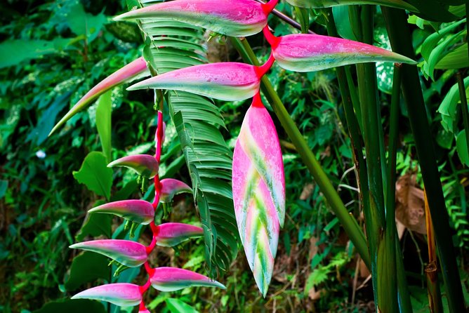 Waterfall Hike Rainforest Adventure "Voted Best Of Maui" Includes Chocolate Tour - Supporting a Good Cause