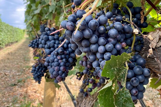 West Kelowna Half-Day Guided Wine Tour With 4 Wineries - Reviews