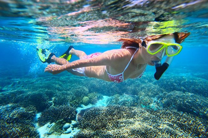 West Oahu Hawaiian Green Sea Turtle, Dolphin Snorkel Sail W Lunch - Customer Experiences