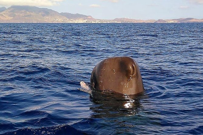 Whale and Dolphin Watching Tour - Funchal - Directions
