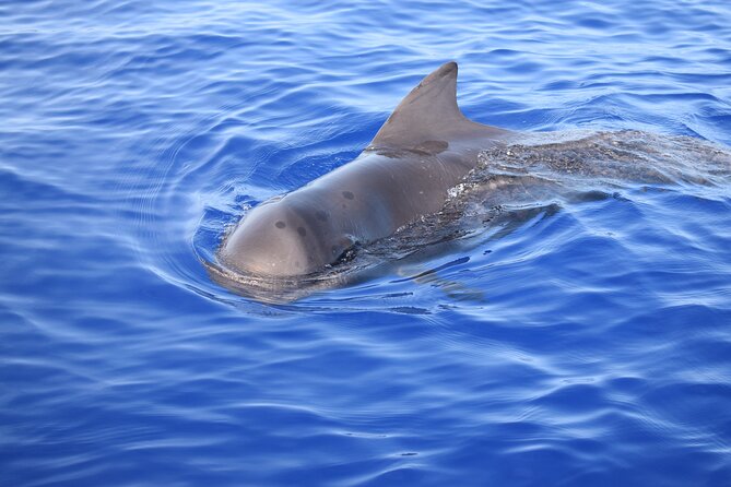 Whale and Dolphin Watching Tour in Madeira - Tour Highlights and Wildlife Encounters