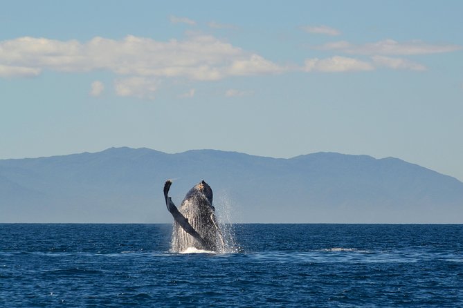 Whale & Dolphin Watching Cruise in Puerto Vallarta All Inclusive - Not Applicable