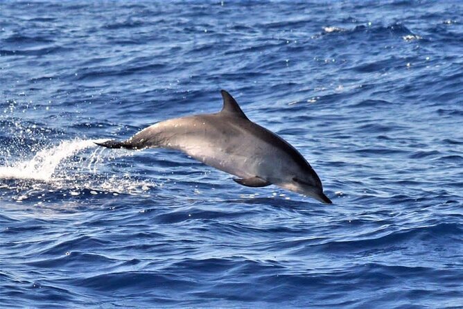 Whale & Dolphin Watching in Madeira - Responsible Whale and Dolphin Watching