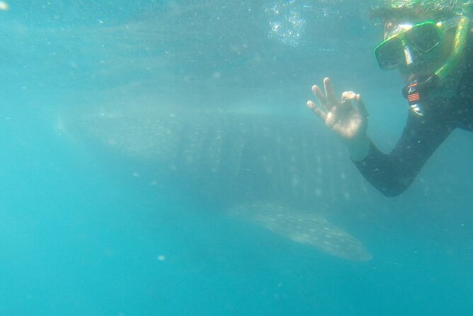 Whale Shark 3-Hours Tour in La Paz - Cancellation Policy