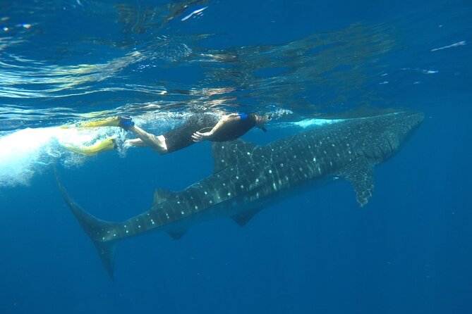 Whale Shark Tour From Holbox Island - Common Questions