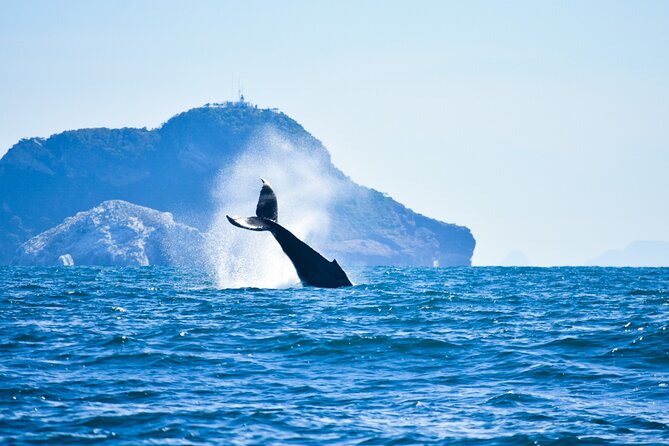 Whale Watching - Whale Watching Techniques