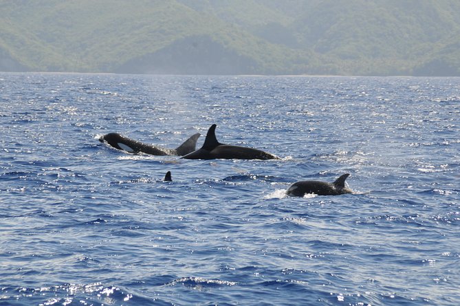 Whale Watching and Dolphin Spotting Cruise - Common Questions