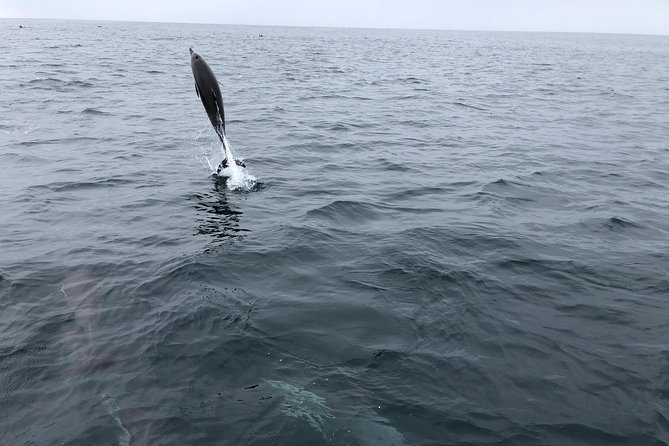Whale Watching and Fishing Combination Excursions - Common Questions