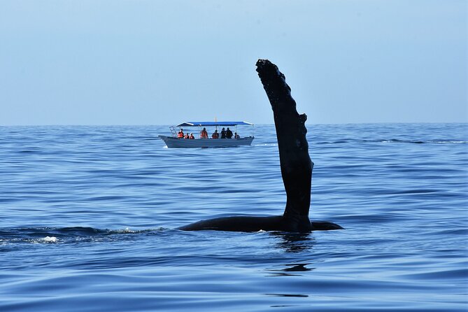 Whale Watching Boat Tour in Cabo San Lucas - Viator Information