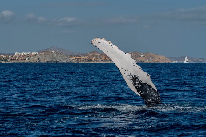 Whale Watching by Zodiac in Cabo San Lucas With Photos Included - Limited Availability, Book Early