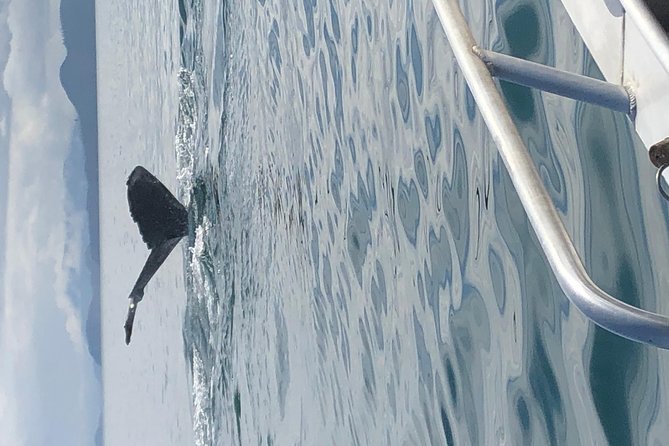 Whale Watching Charters Through Icy Strat Alaska - The Sum Up