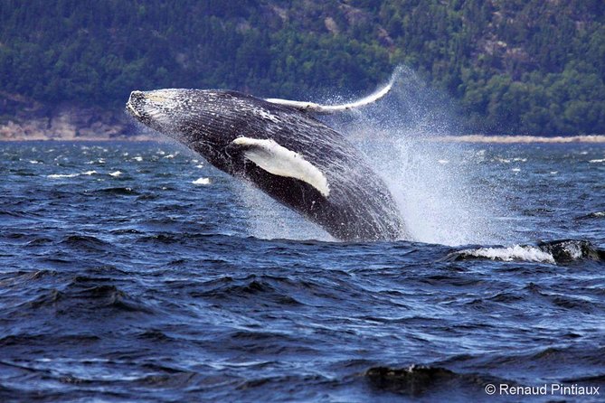 Whale Watching Cruise From Tadoussac or Baie-Ste-Catherine - Common Questions