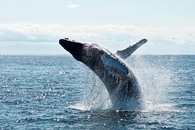 Whale Watching Cruise on a Yacht in Reykjavik - Traveler Photos and Reviews