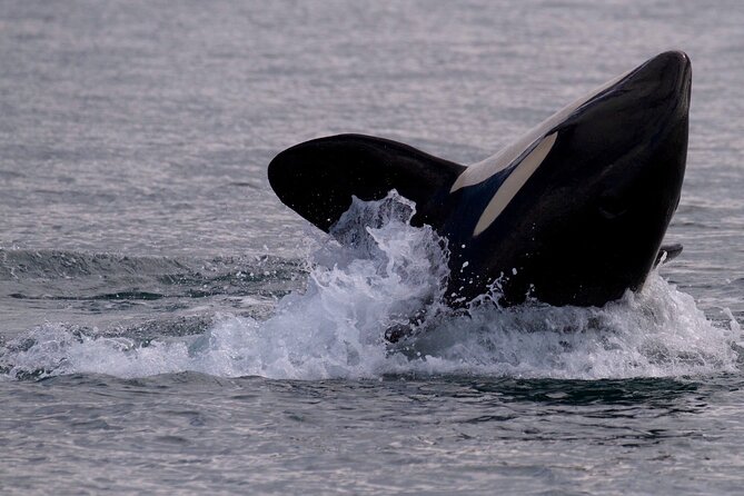 Whale-Watching Cruise With Expert Naturalists - Important Additional Information