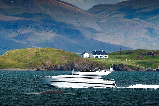 Whale Watching & Dolphin Yacht Cruise - Customer Experiences and Reviews