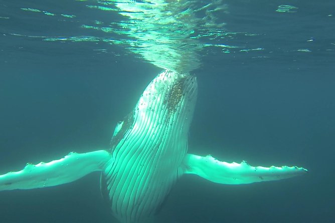 Whale Watching Dunsborough - Common Questions