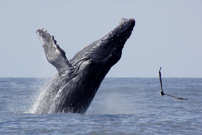 Whale Watching Expedition - Cancellation Policy
