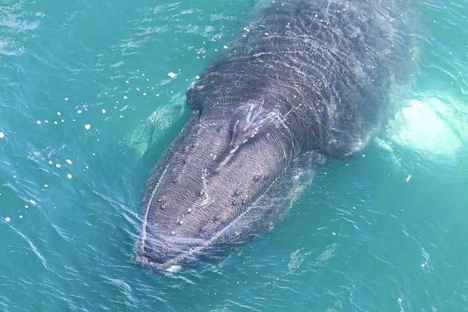 Whale Watching From the Heart of Akureyri - Cancellation Policy, Reviews, and Questions