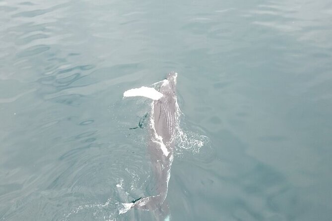 Whale Watching in Húsavík With Friends of Moby Dick - Directions