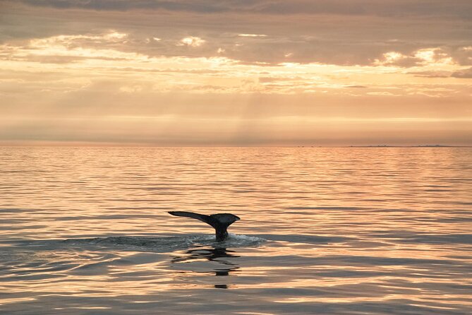 Whale Watching in Husavik - Destination and Wildlife