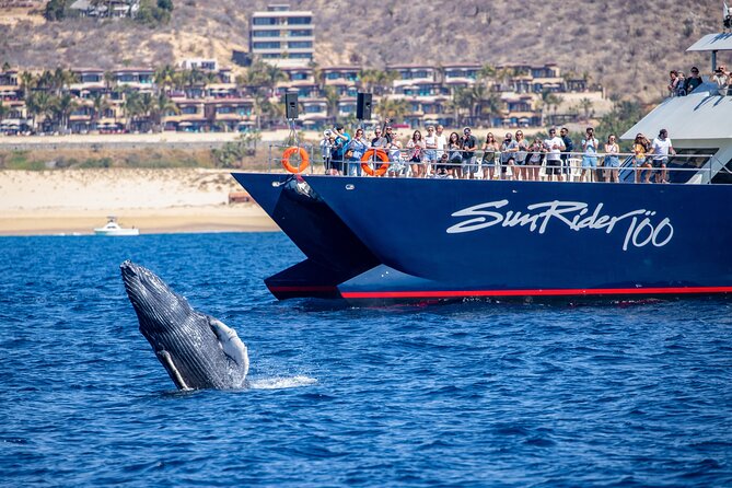 Whale Watching Lunch Cruise in Cabo San Lucas - Common Questions