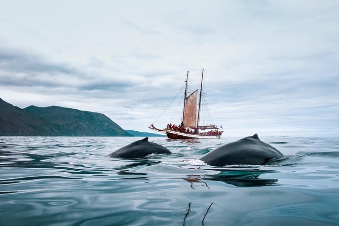 Whale Watching on a Traditional Oak Sailing Ship From Husavik - Reviews and Pricing