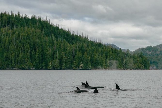 Whale Watching & Sightseeing Tour in Ucluelet, Vancouver Island - Common Questions
