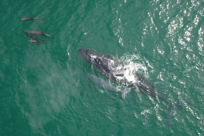 Whale Watching, The Famous Arch and Fast Boat Tour in Los Cabos - Common Questions
