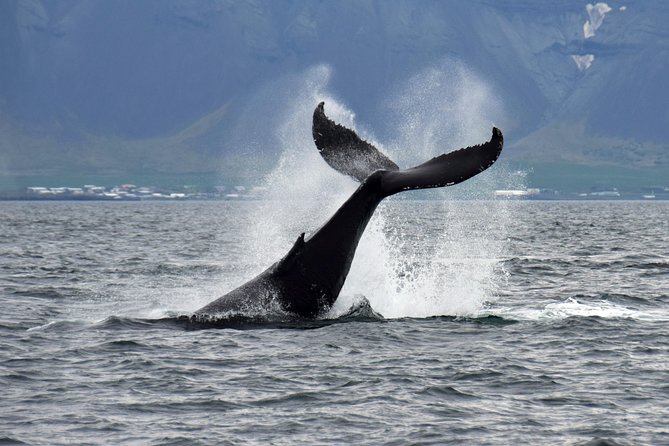 Whale-Watching Tour From Reykjavik - Refund Policy and Contact Information