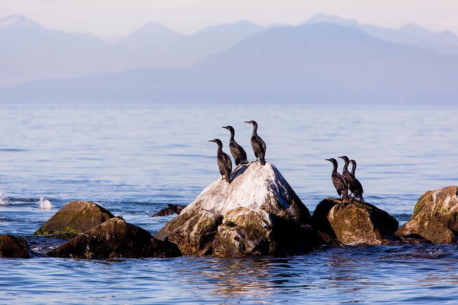 Whale-Watching Tour From Vancouver - Tour Expectations