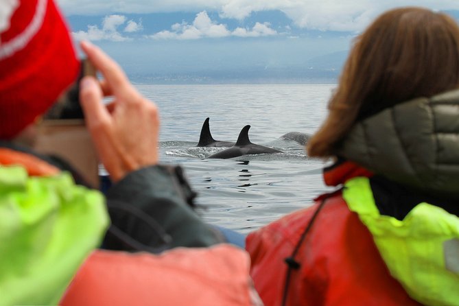 Whale Watching Tour in a Zodiac Boat in Victoria - Additional Information