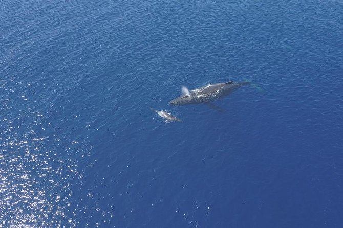 Whale Watching Tours in Bora Bora - Common Questions