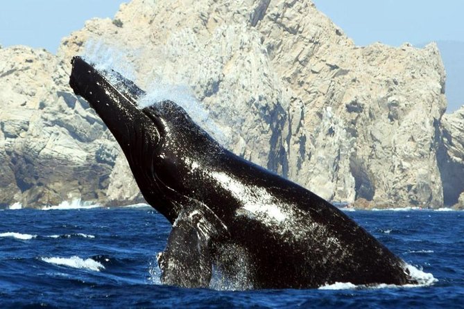 Whale Watching With Hydrophones! Hear the Whales! - What to Expect During the Tour