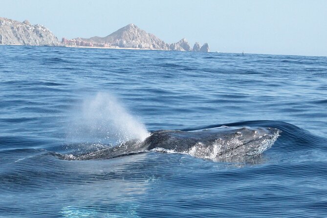 Whale Watching Zodiac in Cabo San Lucas With Comp Transportation - Lowest Price Guarantee