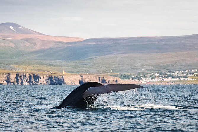 Whales and Puffins Tour From Husavik - Tour Price and Booking Details