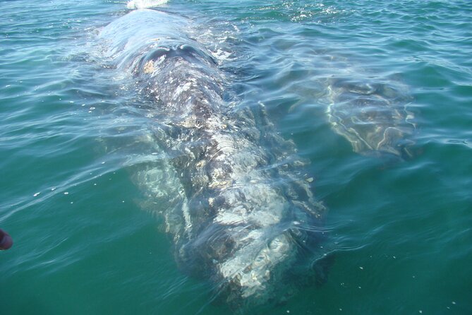 Whales Tour From La Paz - Featured Review and Guide Experience