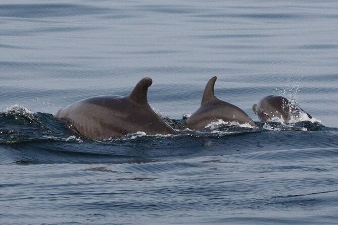 Wild Dolphins Encounter & Snorkeling - Directions
