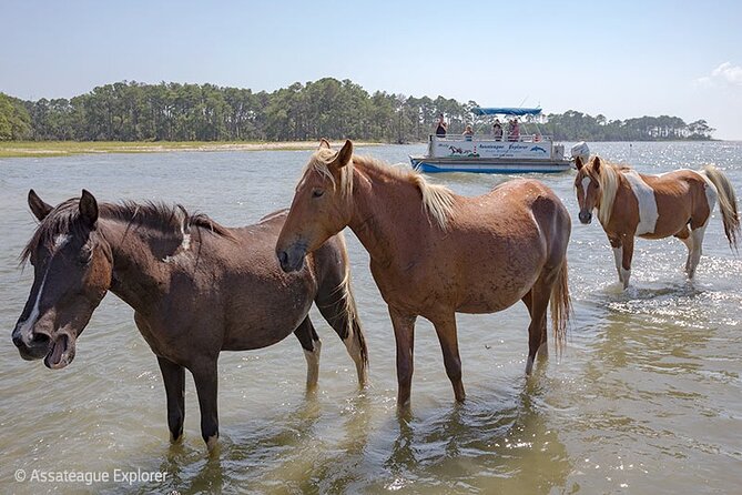 Wild Pony Watching Boat Tour From Chincoteague to Assateague - Common Questions