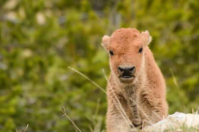 Wildlife and Waterfalls - Wildlife in Hayden Valley