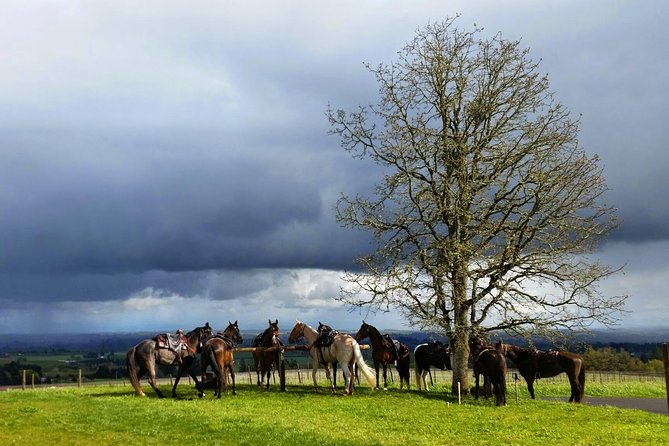 Willamette Valley Wine Tour From Portland (Tasting Fees Included) - Cancellation Policy