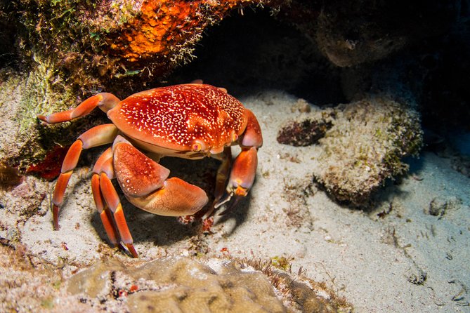Willemstad Private Introductory Dive  - Curacao - The Sum Up
