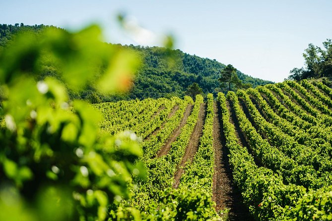 Wine Tasting, Cannes, Coco Chanel, Perfume Factory & Grasse - Cannes: A Glamorous French Riviera Destination