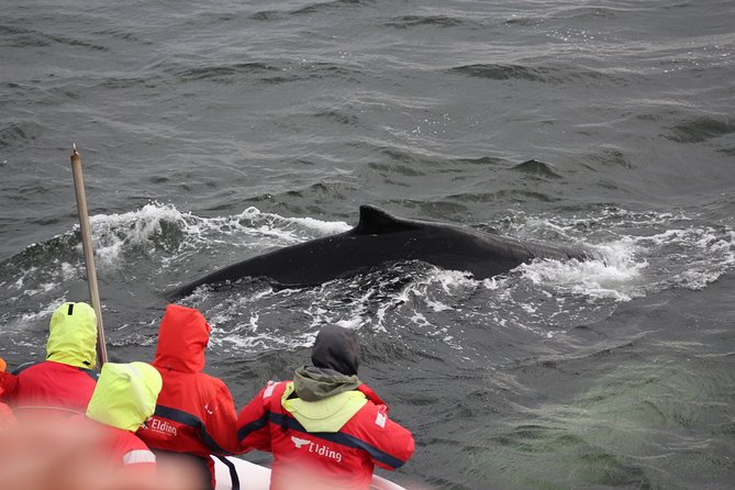 Winter Whale Watching & Northern Lights Cruise Combo From Reykjavik - Common Questions