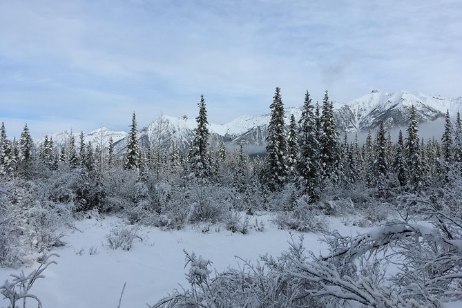 Winter Wilderness & Wildlife Tour - 3hr / Ice Cleats Included - Meeting And Pickup