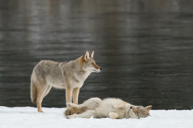Winter Wildlife Discovery Tour - Common Questions