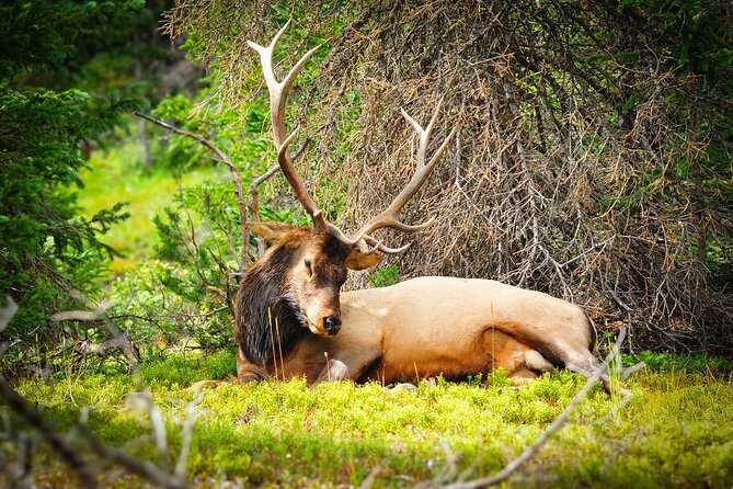 Winter Wonderland Photo Tour in The Rocky Mountain National Park - Common Questions